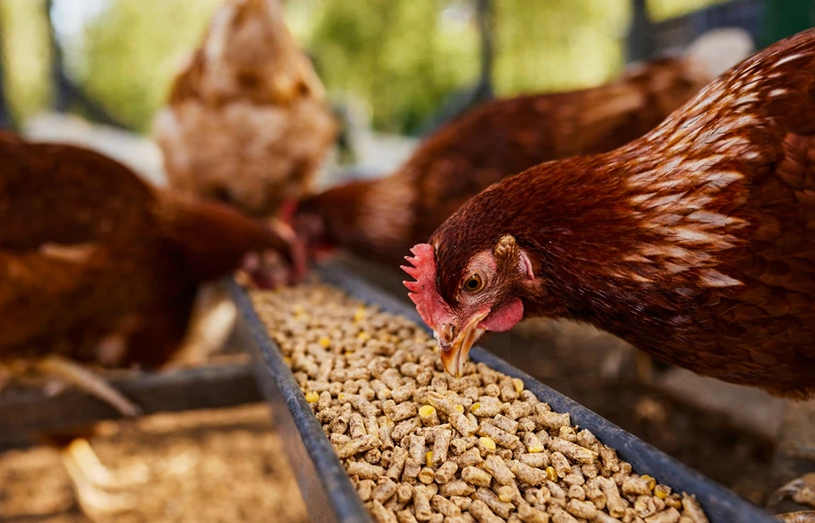 Granul&eacute;s d'aliments pour volailles pour poulets
